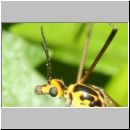 Nephrotoma sp - Schnake w01b.jpg